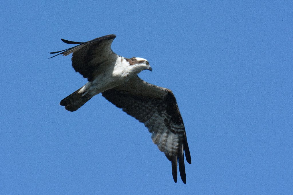 Osprey, 2015-01180958 Wakodahatchee Wetlands, FL.JPG - Osprey in flight. Wakodahatchee Wetlands, FL, 1-18-2015